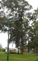 Eucalyptus pilularis