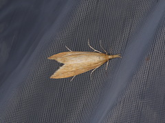 Schoenobiinae