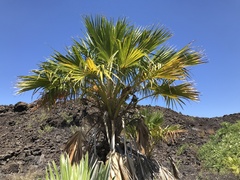 Pritchardia affinis