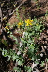 Hypericum scouleri