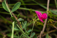 Lathyrus tuberosus