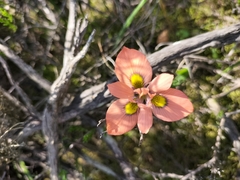 Moraea papilionacea