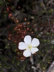 Drosera planchonii