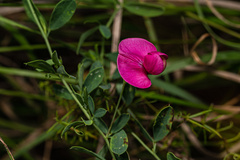 Lathyrus tuberosus