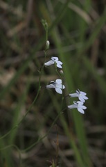 Lobelia nuttallii