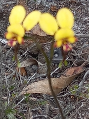 Diuris