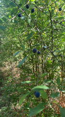 Prunus spinosa