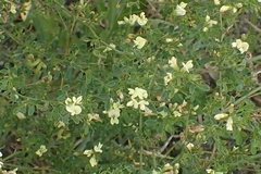 Medicago sativa