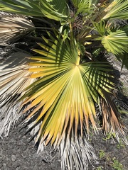 Pritchardia affinis