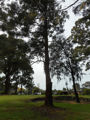 Eucalyptus pilularis