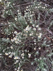 Olearia pimeleoides