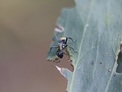 Polyrhachis ammon