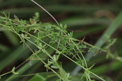 Galium chloroionanthum