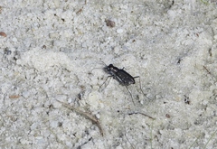 Cicindela punctulata