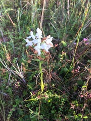 Platanthera blephariglottis conspicua