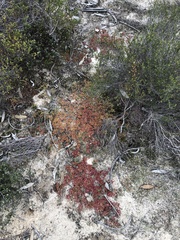 Drosera planchonii