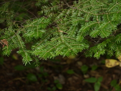 Abies balsamea