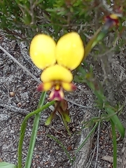 Diuris
