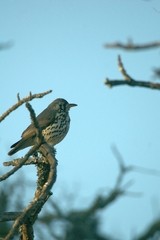 Turdus litsitsirupa
