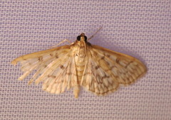 Herpetogramma pertextalis
