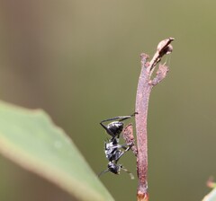 Polyrhachis ammon