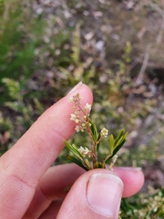 Trymalium ledifolium lineare