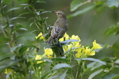 Setophaga tigrina