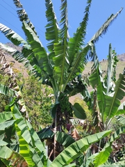 Musa