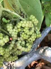 Heliotropium arboreum