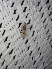 Crocidosema plebejana