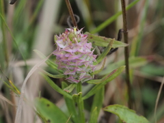 Polygala cruciata