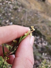 Trymalium ledifolium lineare