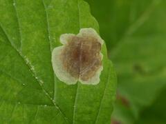 Cameraria hamameliella