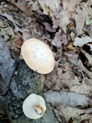 Polyporus tuberaster