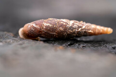 Alinda biplicata