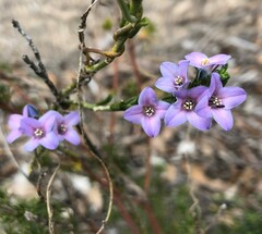 Cyanothamnus coerulescens