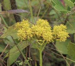 Polygala ramosa