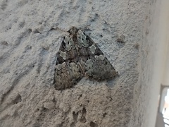 Leuconycta lepidula