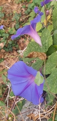 Ipomoea indica