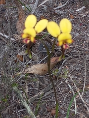 Diuris