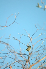 Chalcomitra amethystina