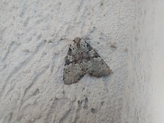 Leuconycta lepidula
