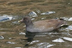 Gallinula tenebrosa