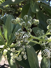 Heliotropium arboreum