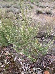 Trymalium ledifolium lineare