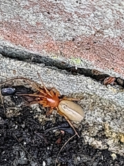 Dysdera crocata