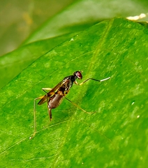 Micropezidae