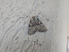 Leuconycta lepidula