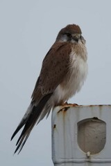 Falco cenchroides