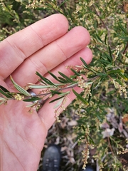 Trymalium ledifolium lineare